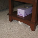 Hobbes under the coffee table